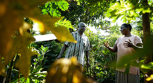 Développement : La FAO compte sur les organisations de producteurs forestiers et agricoles