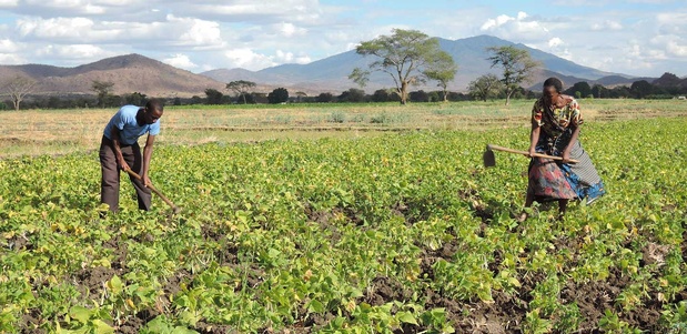 Commercialisation agricole : Le Président Bassirou Diomaye Faye veut une stratégie nationale pour mieux réguler les marchés