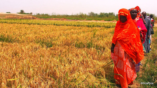 Autosuffisance en riz en Afrique : AfricaRice et la Fondation africaine pour les technologies agricoles signent un accord Autosuffisance en riz en Afrique : AfricaRice et la Fondation africaine pour les technologies agricoles signent un accord
