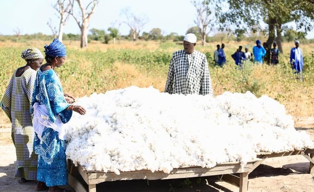 Domitexka - L'actif industriel que le capital africain n'a pas encore trouvé Domitexka - L'actif industriel que le capital africain n'a pas encore trouvé