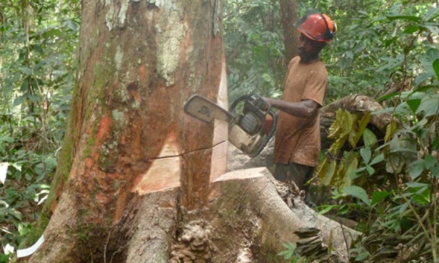 Recettes : La baisse des recettes des ressources naturelles plombent les recettes publiques Recettes : La baisse des recettes des ressources naturelles plombent les recettes publiques