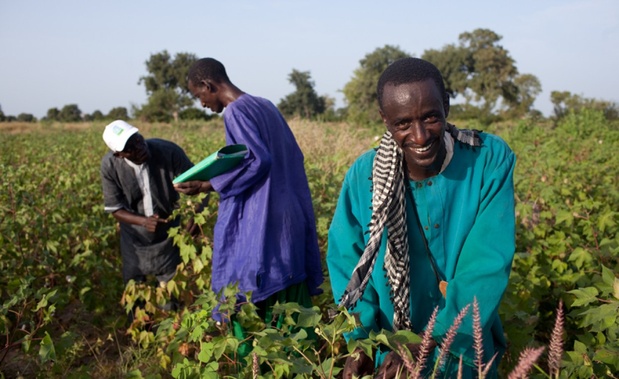 FAO - Un projet de l'Organisation pour l'alimentation et l'agriculture soutient le renforcement des capacités afin de contribuer à la viabilité des filières cotonnières et d'accroître les revenus des familles de cotonculteurs au Burkina Faso, au Mali, au Sénégal, en Tanzanie et en Zambie.