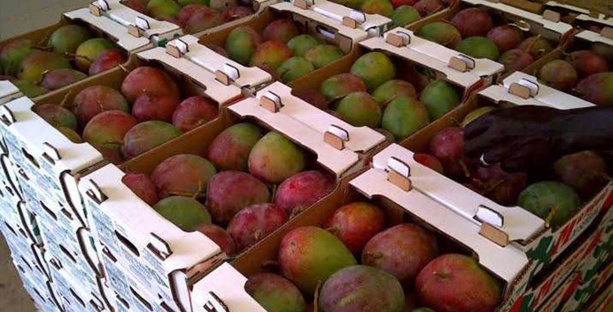 HORTICULTURE : La filière mangue se porte bien sur les marchés européens et africains HORTICULTURE : La filière mangue se porte bien sur les marchés européens et africains