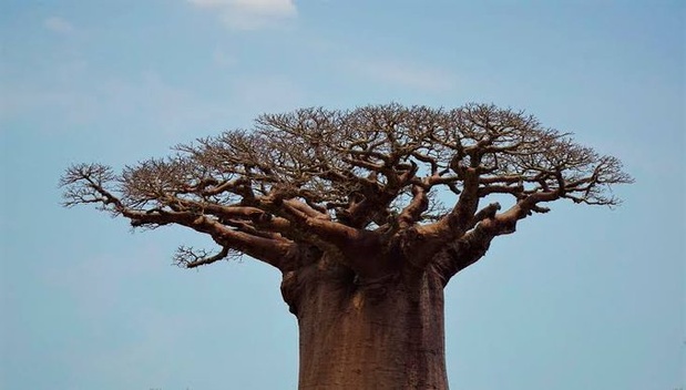 ASSOCIATION PROFESSIONNELLE DES BANQUES ET ÉTABLISSEMENTS FINANCIERS DU SENEGAL :  L’Apbef s’offre un lifting
