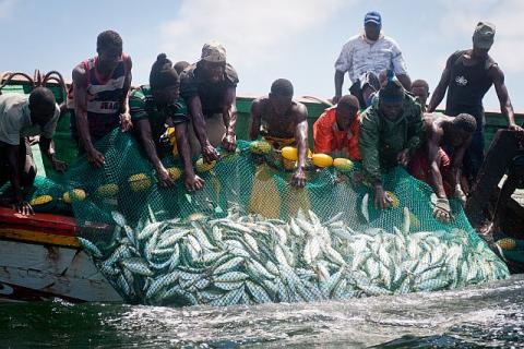 PÊCHE : Le poulpe sénégalais veut reconquérir les marchés extérieurs PÊCHE : Le poulpe sénégalais veut reconquérir les marchés extérieurs