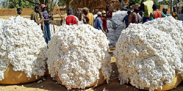 Sénégal : Baisse de 1943 tonnes de la production de coton au premier semestre 2016