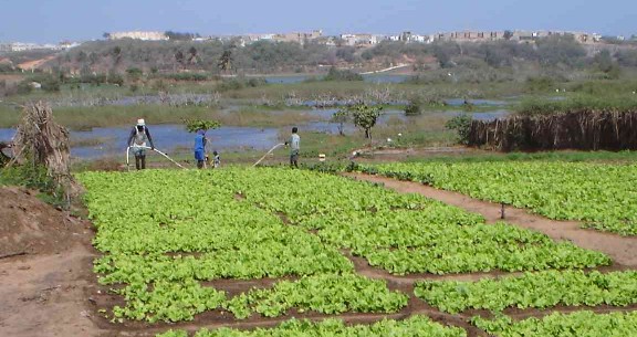DR. SERIGNE GUEYE DIOP, INGÉNIEUR AGRONOME: « Le développement du Sénégal peut passer par l’agriculture si… »