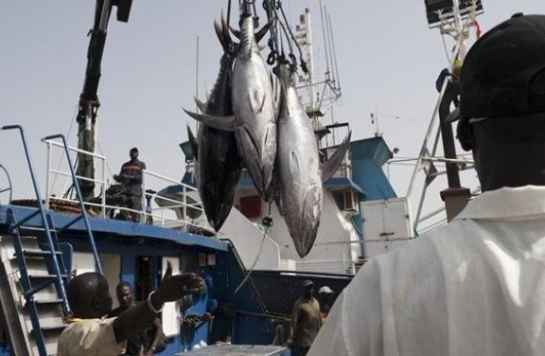 Ressources halieutiques : Le projet régional de la pêche en l’Afrique de l'Ouest pour réduire la pauvreté