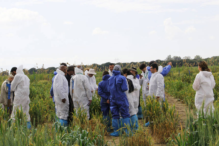 Maladie du blé : La propagation de la rouille du blé se poursuit en Europe, en Afrique et en Asie centrale