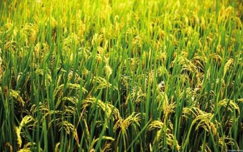 Culture du riz : Hausse continue de la production de riz depuis 2014