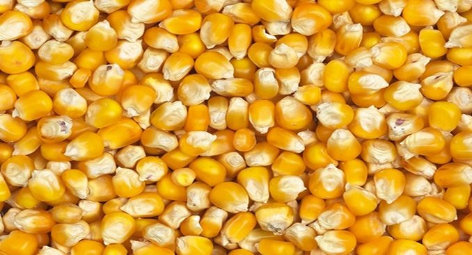 Sénégal : Baisse du prix du maïs en janvier