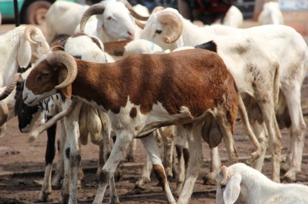 Mouton de Tabaski : 20% des ménages souhaitent une subvention de l’Etat