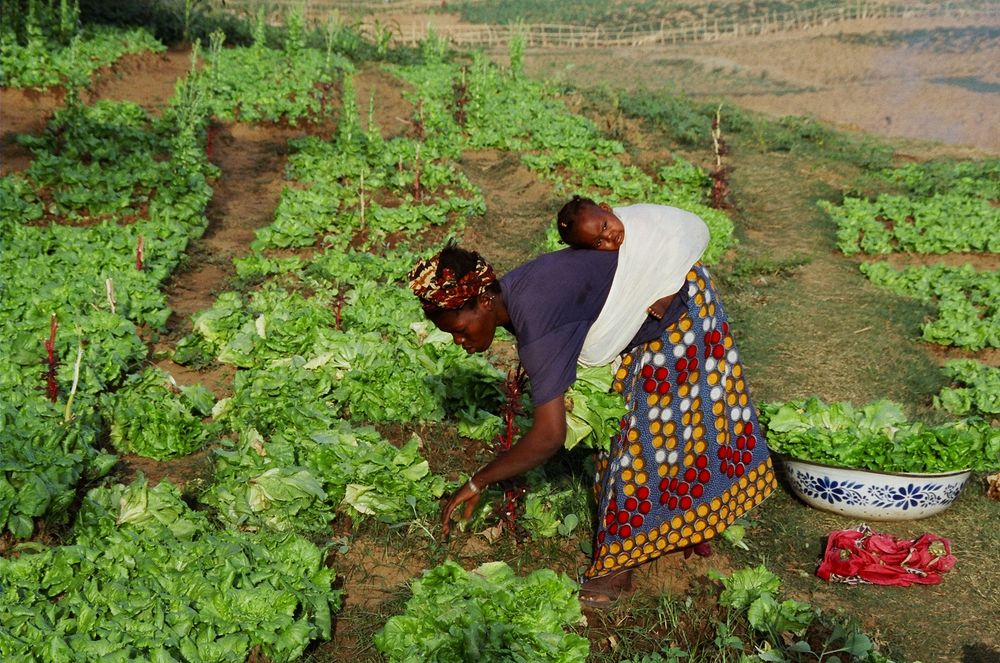 Sénégal : La microfinance est un moyen de valorisation sociale