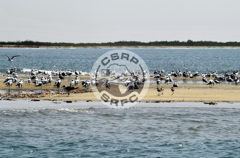PÊCHE : La commission sous-régionale des pêches pour une harmonisation des législations