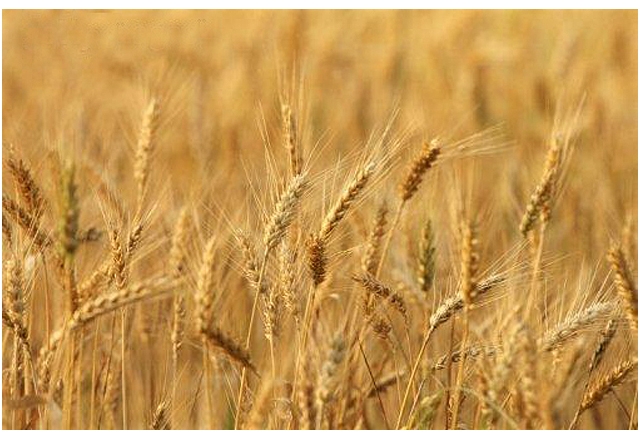 Production de céréales : Le département américain table sur 3182,4 millions Tonnes