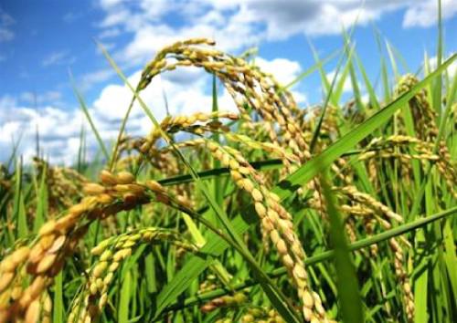 Production de riz : 603,7 millions de tonnes pour la campagne 2017-2018