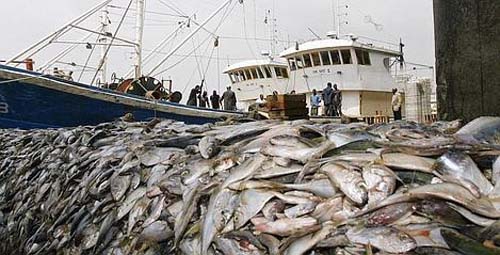 GESTION DURABLE DES RESSOURCES HALIEUTIQUES :  Le Directeur des pêches maritimes dénoncent la surpêche