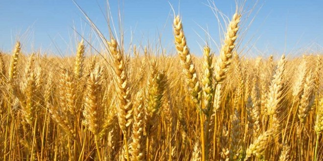 SCIENCES ET TECHNIQUES : Un Italien permet la culture du blé dans les zones arides du Sénégal, de la Mauritanie et du Mali