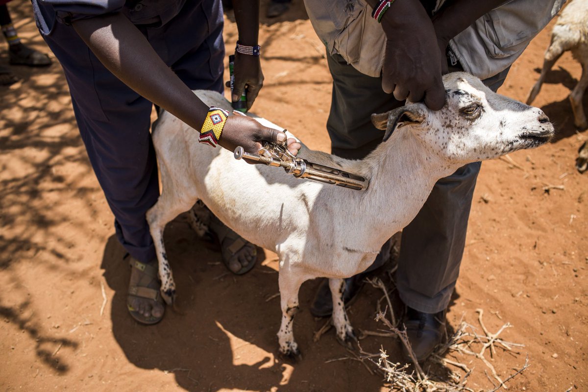 MALADIES ANIMALES TRANSFRONTALIÈRES EN AFRIQUE SUBSAHARIENNE :  La FAO renforce les capacités des vétérinaires épidémiologistes des pays de la zone
