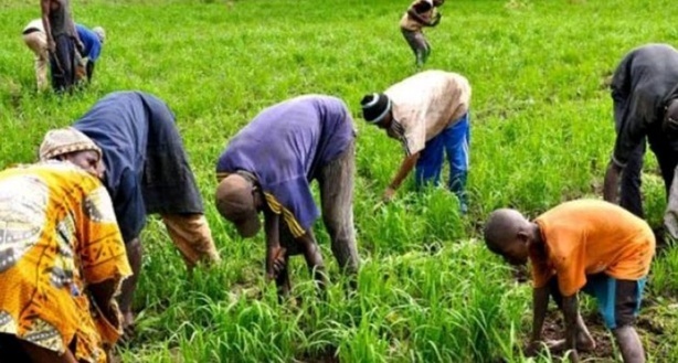 Agriculture : Macky Sall veut le succès de la campagne arachidière Agriculture : Macky Sall veut le succès de la campagne arachidière