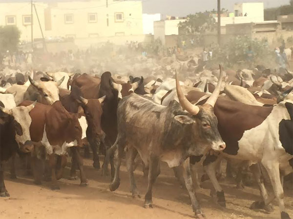 Elevage : Le gouvernement rappelle ses réalisations dans le secteur Elevage : Le gouvernement rappelle ses réalisations dans le secteur