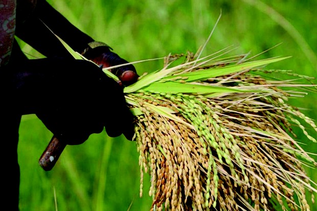 Production de riz : 621,5 millions de tonnes pour la campagne 2017-2018