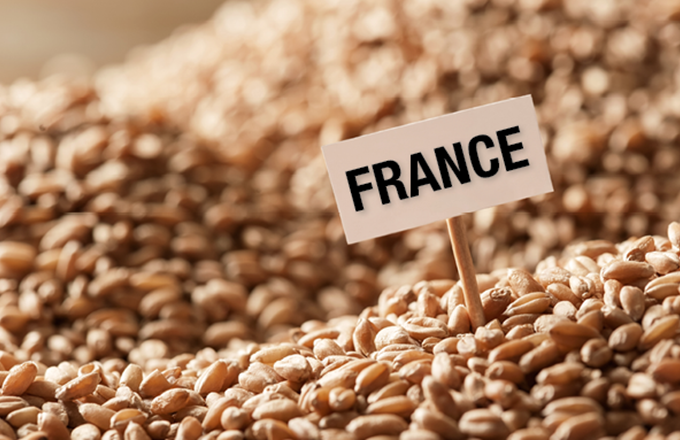 Blé tendre Français: L’offre en 2018 en net recul