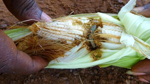 Sécurité alimentaire : Des experts internationaux publient un guide sur la gestion de la chenille