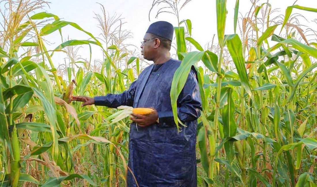 SIA : LES RÉSULTATS DE L’AGRICULTURE SÉNÉGALAISE MAGNIFIÉS