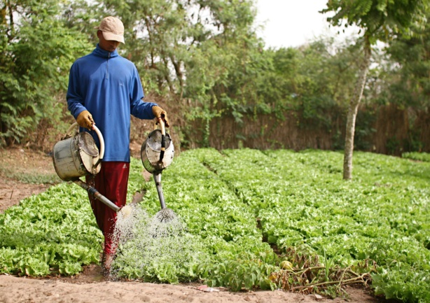 Agriculture : Macky Sall magnifie les performances de la production horticole