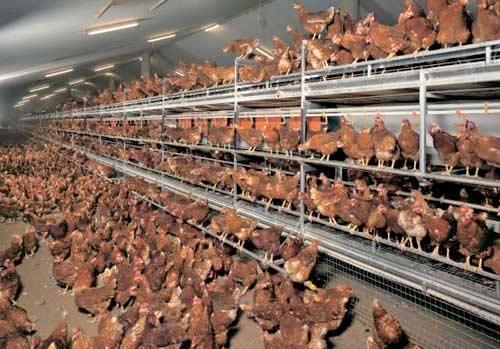 Sénégal: Des innovations pour révolutionner l'aviculture Sénégal: Des innovations pour révolutionner l'aviculture