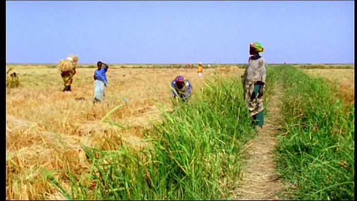 Production de riz : L’offre mondiale en hausse pour la campagne 2017-2018