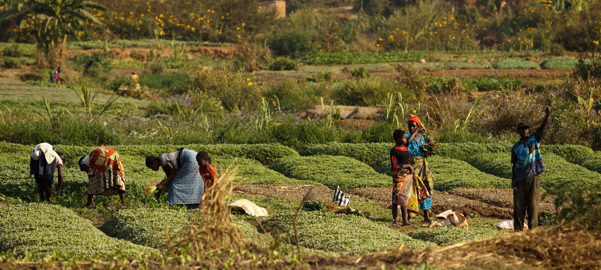 L’agroécologie peut aider à améliorer la production alimentaire mondiale (FAO) L’agroécologie peut aider à améliorer la production alimentaire mondiale (FAO)