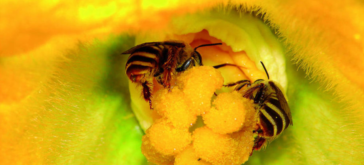 Les abeilles jouent un rôle crucial dans la sécurité alimentaire (FAO)