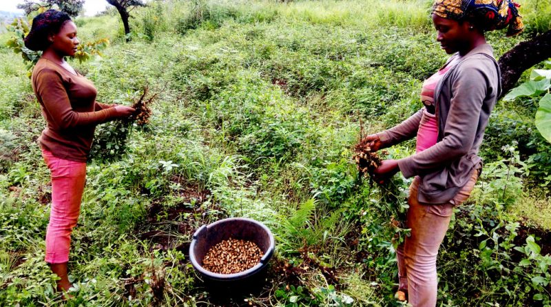 Sénégal : Vers un atelier de capitalisation des premières expériences de la phase pilote du PARERBA