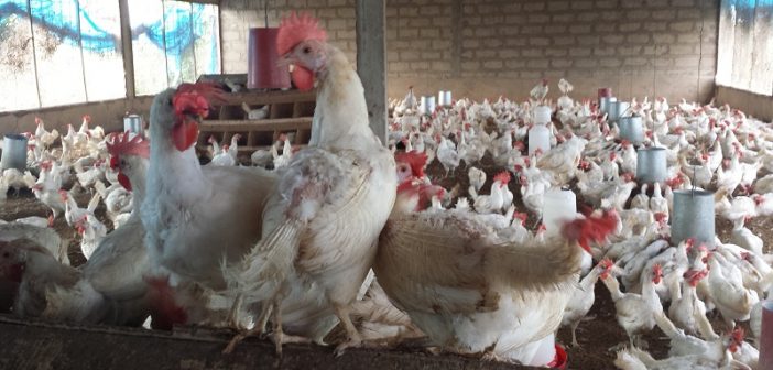 Sénégal : La « bataille du poulet » aura-t-elle lieu ?