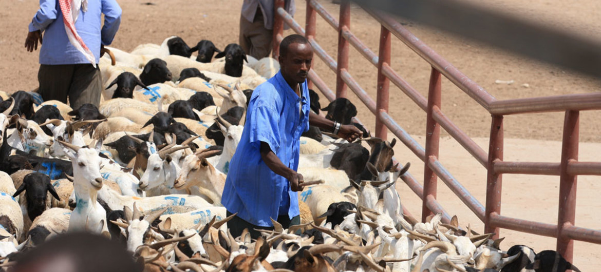 Agir vite pour empêcher les crises de se transformer en urgences humanitaires (FAO)