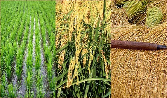 Riz: La production attendue à 631,6 Millions de tonnes Riz: La production attendue à 631,6 Millions de tonnes