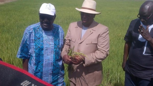Autosuffisance en riz : Macky Sall annonce une nouvelle date, 2020