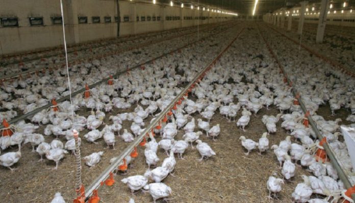 AUTOSUFFISANCE EN POULETS :  Un vœu Pieu !