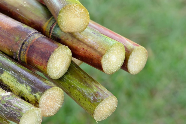 Sucre : La production en recul de 4,5 millions de tonne