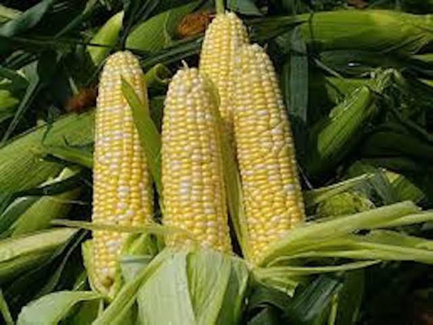 Maïs : La production mondiale estimée à 1101,2 millions de tonnes