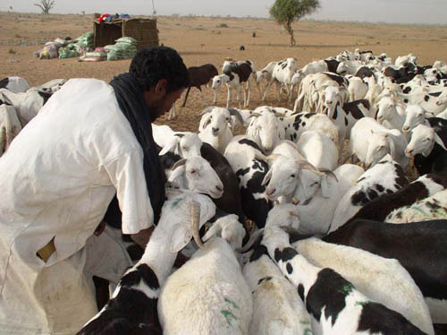 Sénégal : Performances du sous-secteur de la pêche  en mars 2019
