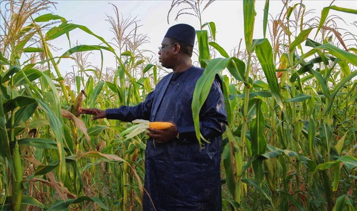 Agriculture au Sénégal : la donne sera nouvelle si…