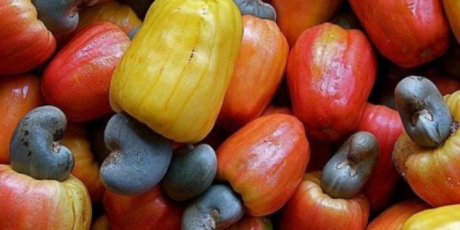 Anacarde : L'ASEPEX à Ziguinchor pour accompagner les filières à l'exportation