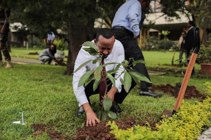 L’initiative « Greening Ethiopia » consiste à planter 200 millions de jeunes arbres en une seule journée