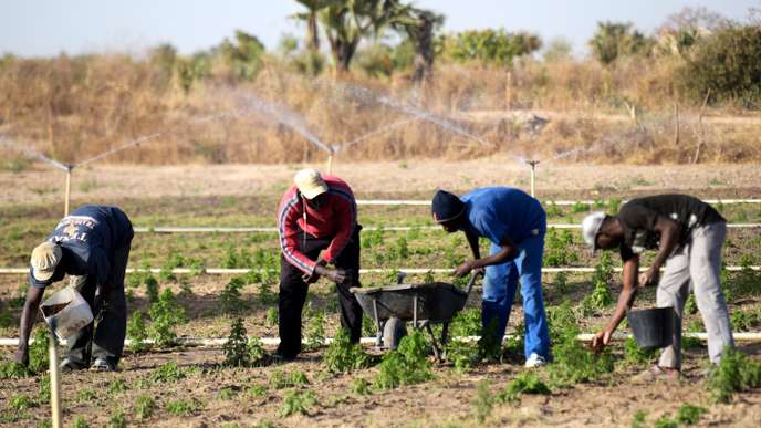 Création d’emplois : Le FIDA et le Sénégal se donnent la main