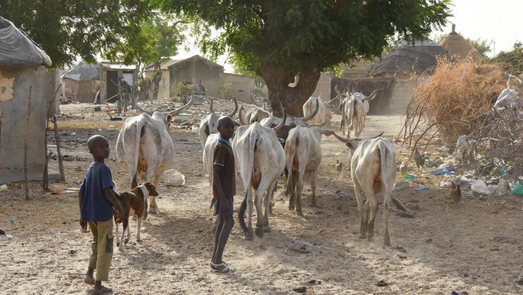 Sénégal : Consolidation du secteur primaire en octobre 2019