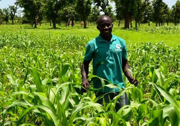 Programme agricole 2020-2021 : Les cultures vivrières, une priorité selon le ministre Moussa Baldé