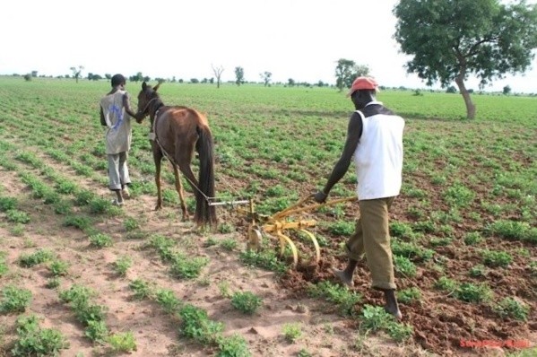 Programme agricole 2020-2021 : L’Etat met 60 milliards dans le secteur